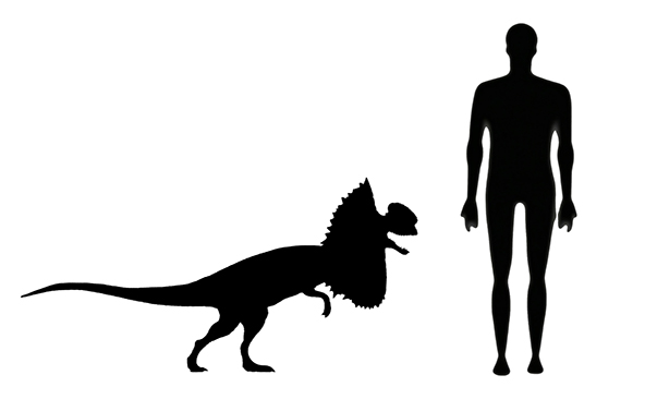 Jurassic Park / Jurassic world Dilophosaurus size compared to an adult human.